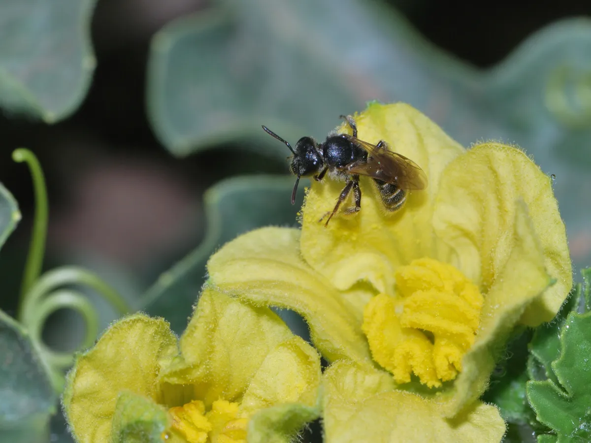 Sharp-collared Furrow Bee