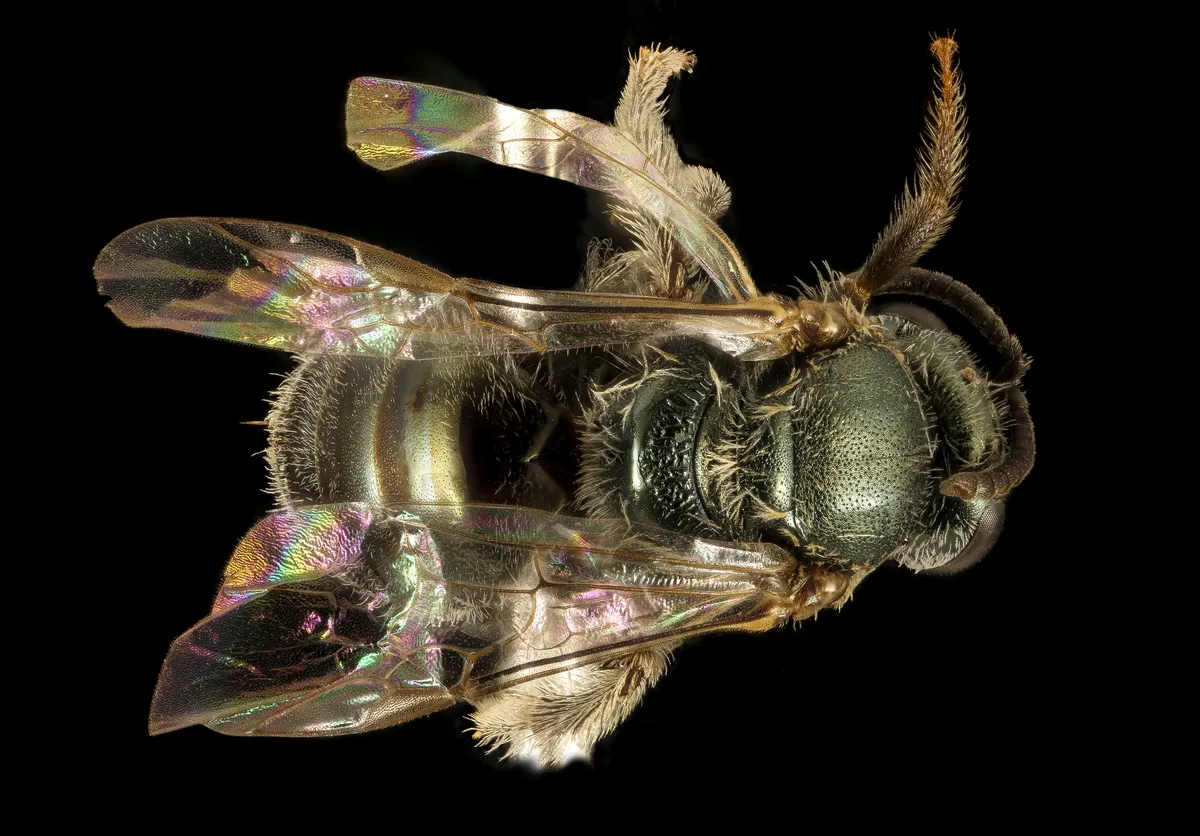 Lasioglossum microlepoides