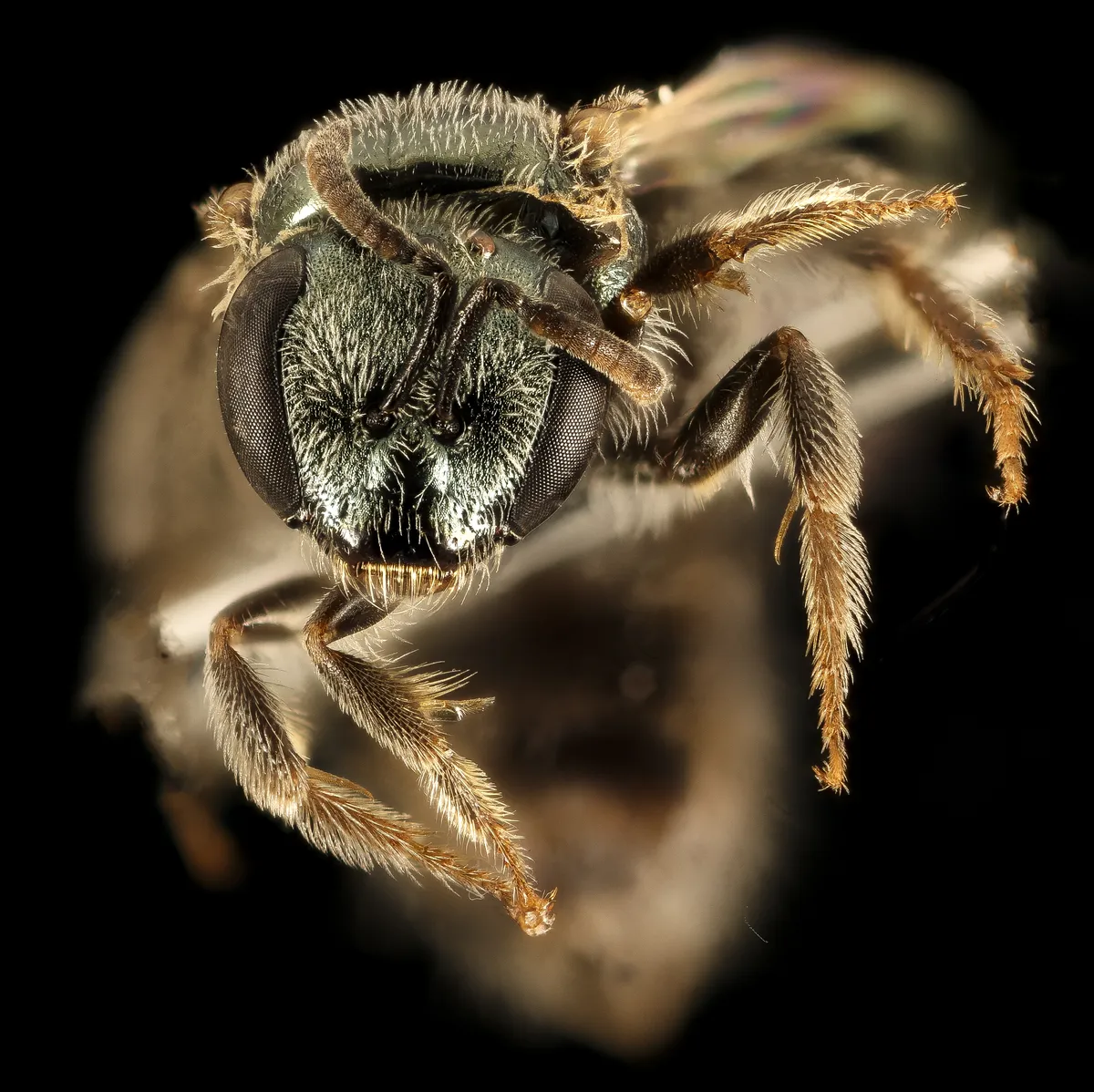 Sweat Bee