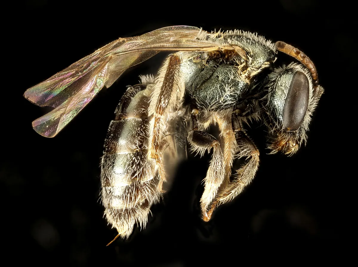 Sweat Bee