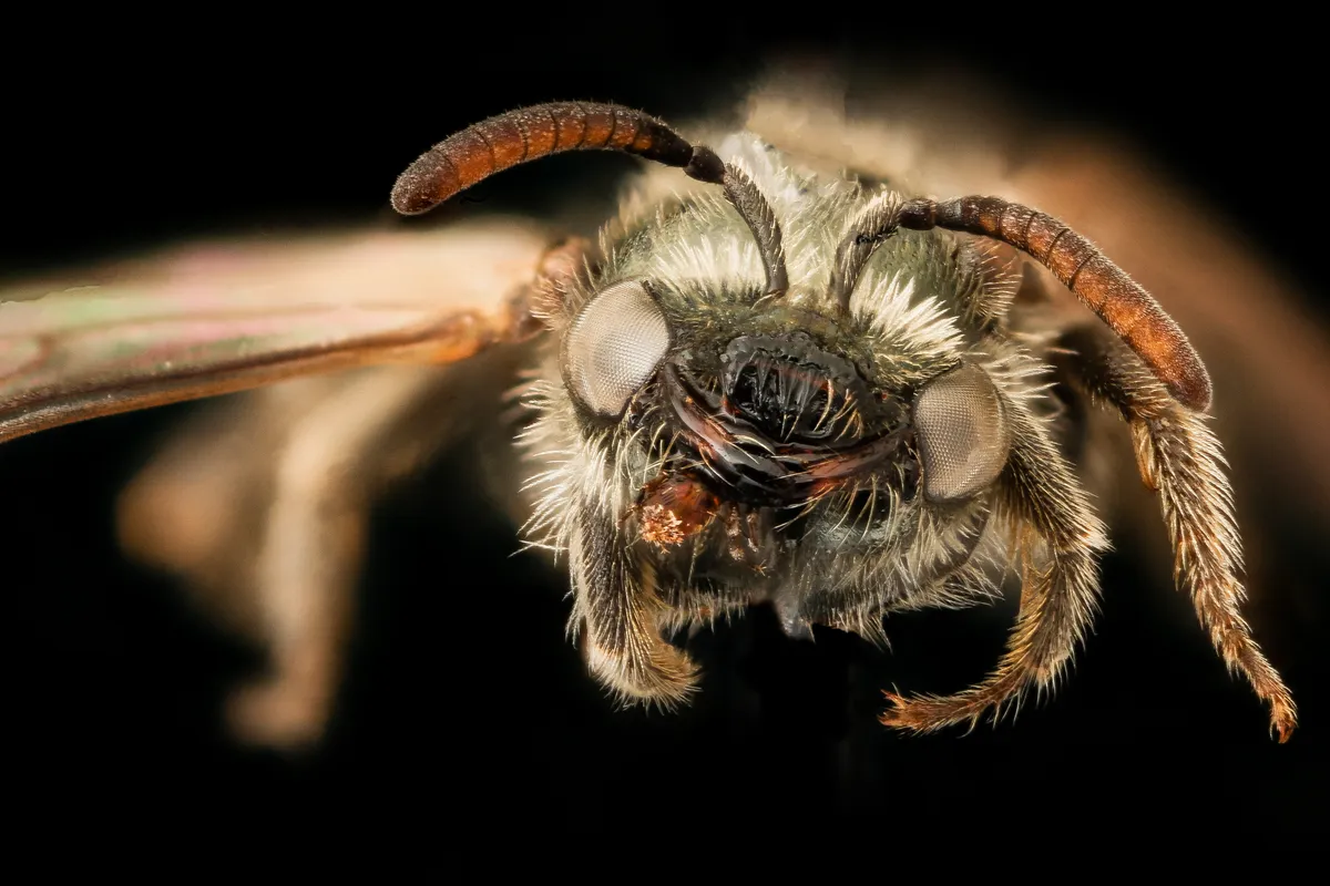 Lasioglossum morio