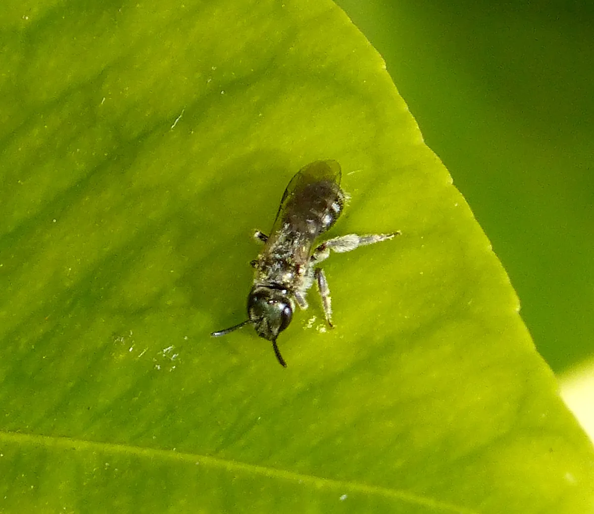 Brassy Mining Bee