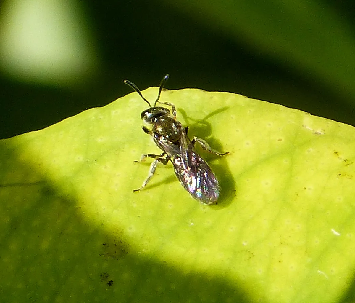 Brassy Mining Bee