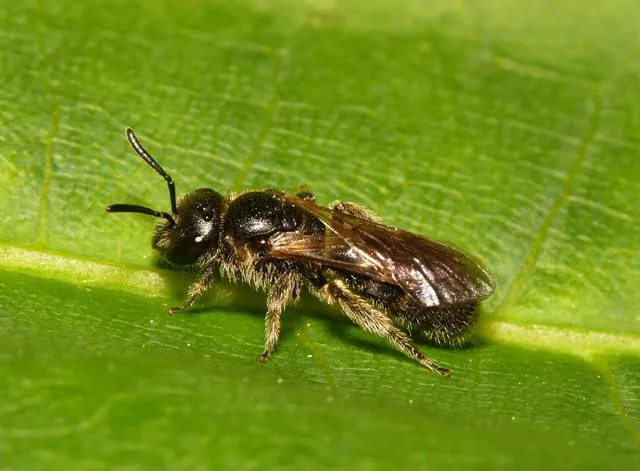 Lasioglossum pauxillum