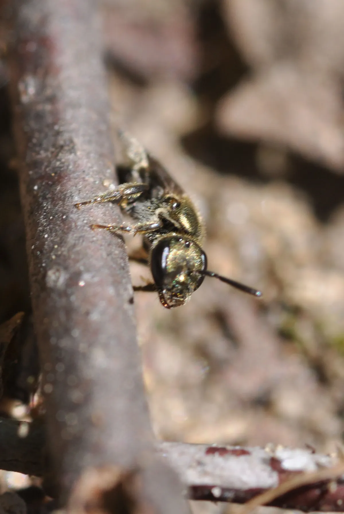 Lobe-spurred Furrow Bee