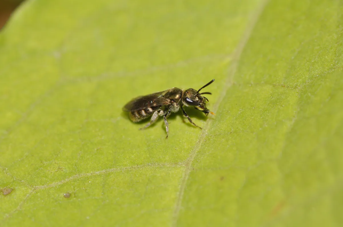 Lobe-spurred Furrow Bee