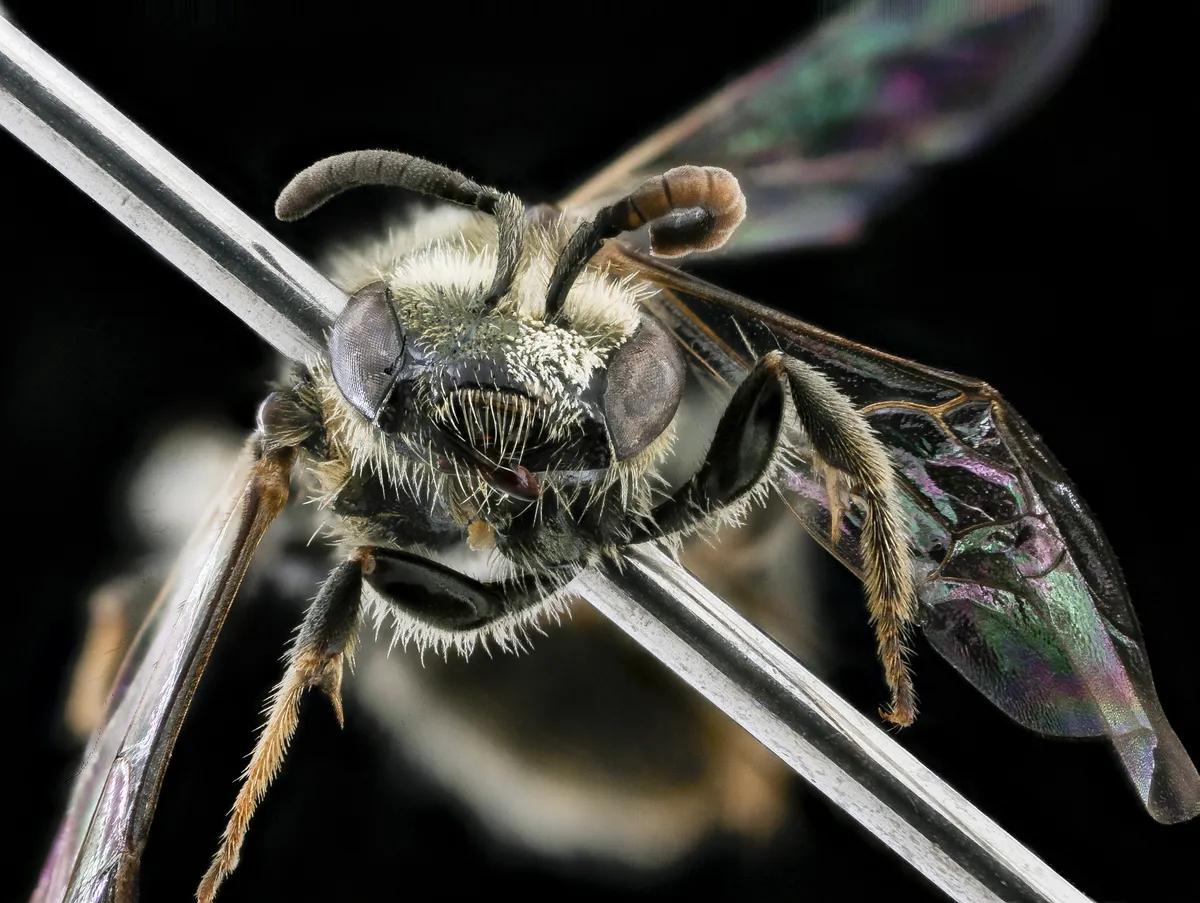 Lasioglossum pilosum