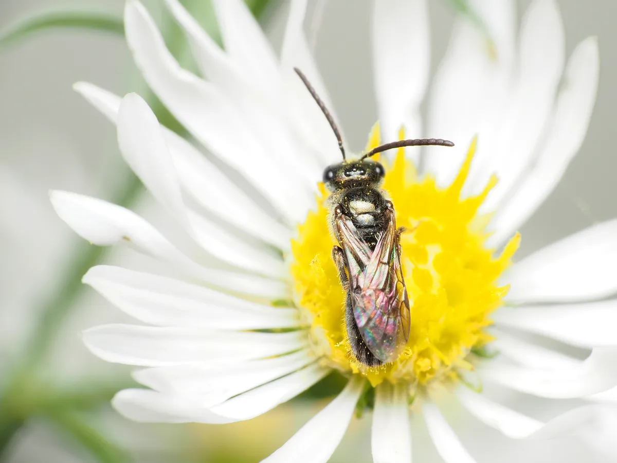 Hairy Metallic-sweat Bee