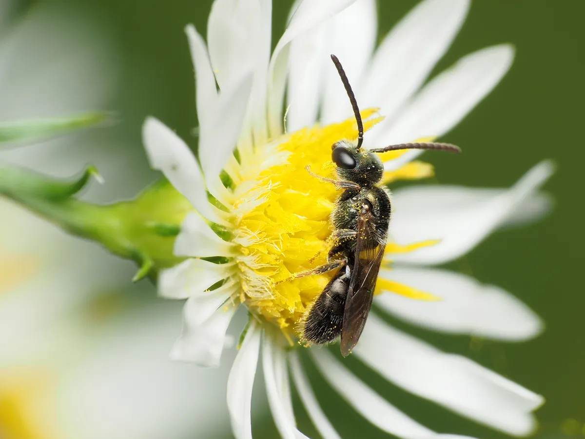 Hairy Metallic-sweat Bee