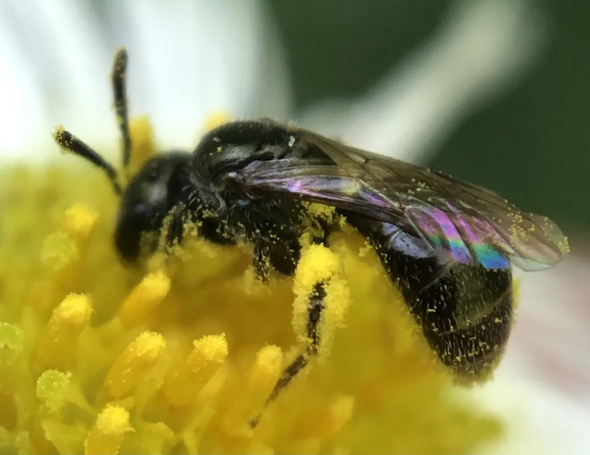 Hairy Metallic-sweat Bee