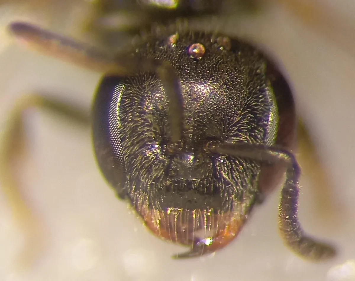 Lasioglossum politum