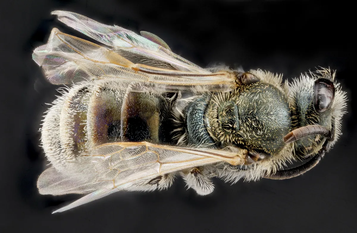 Hoary Sweat Bee