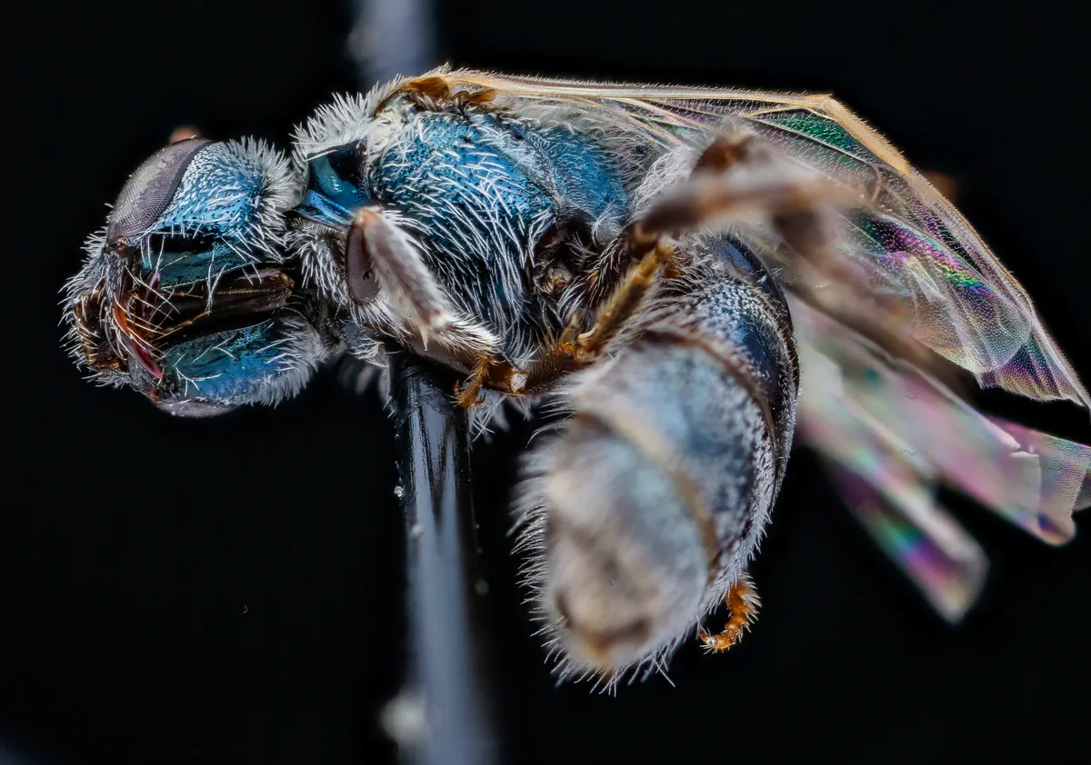 Metallic Sweat Bee