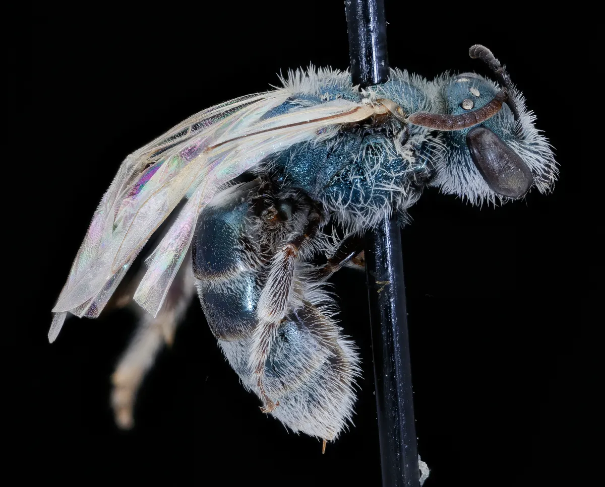 Metallic Sweat Bee