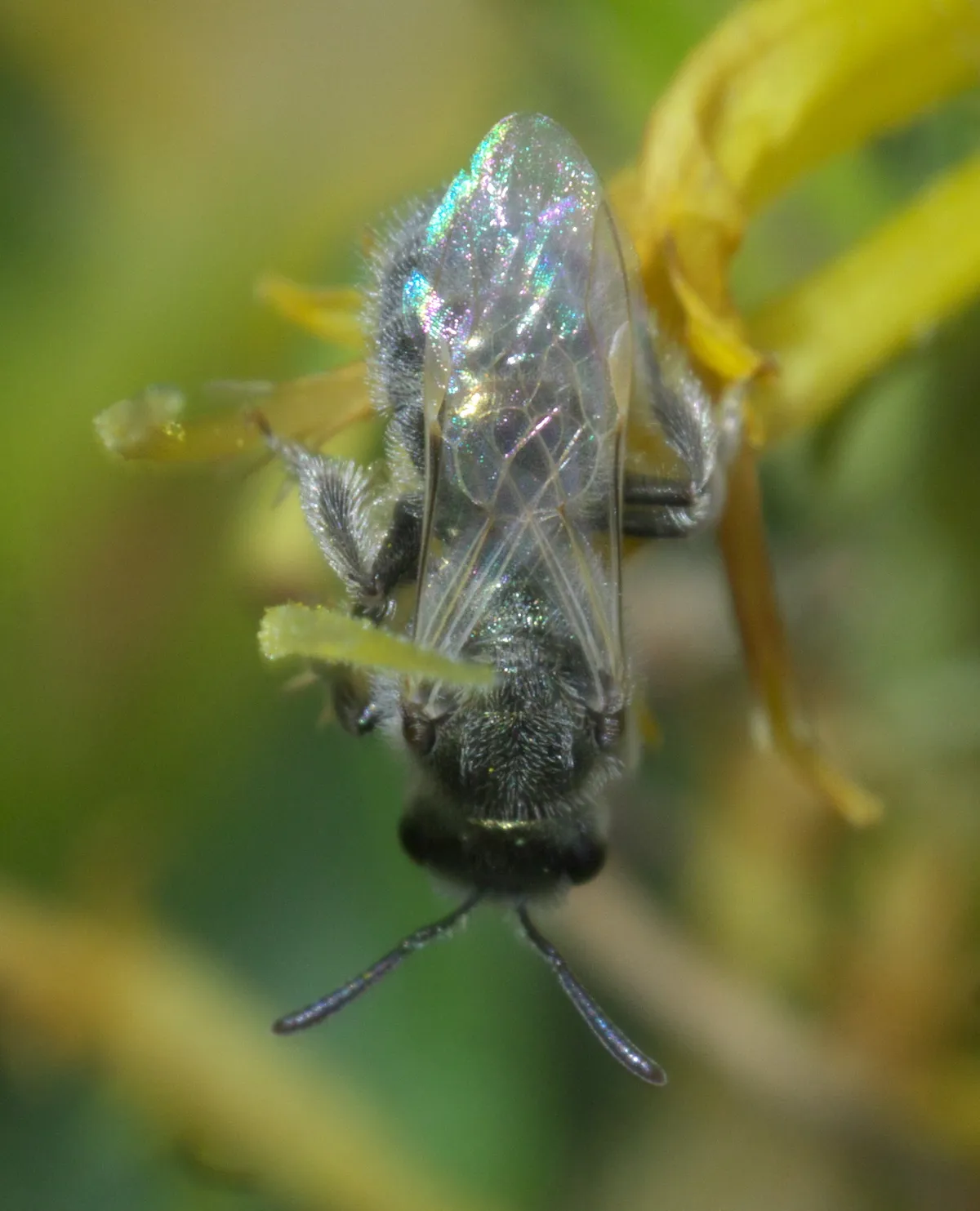 Metallic Sweat Bee