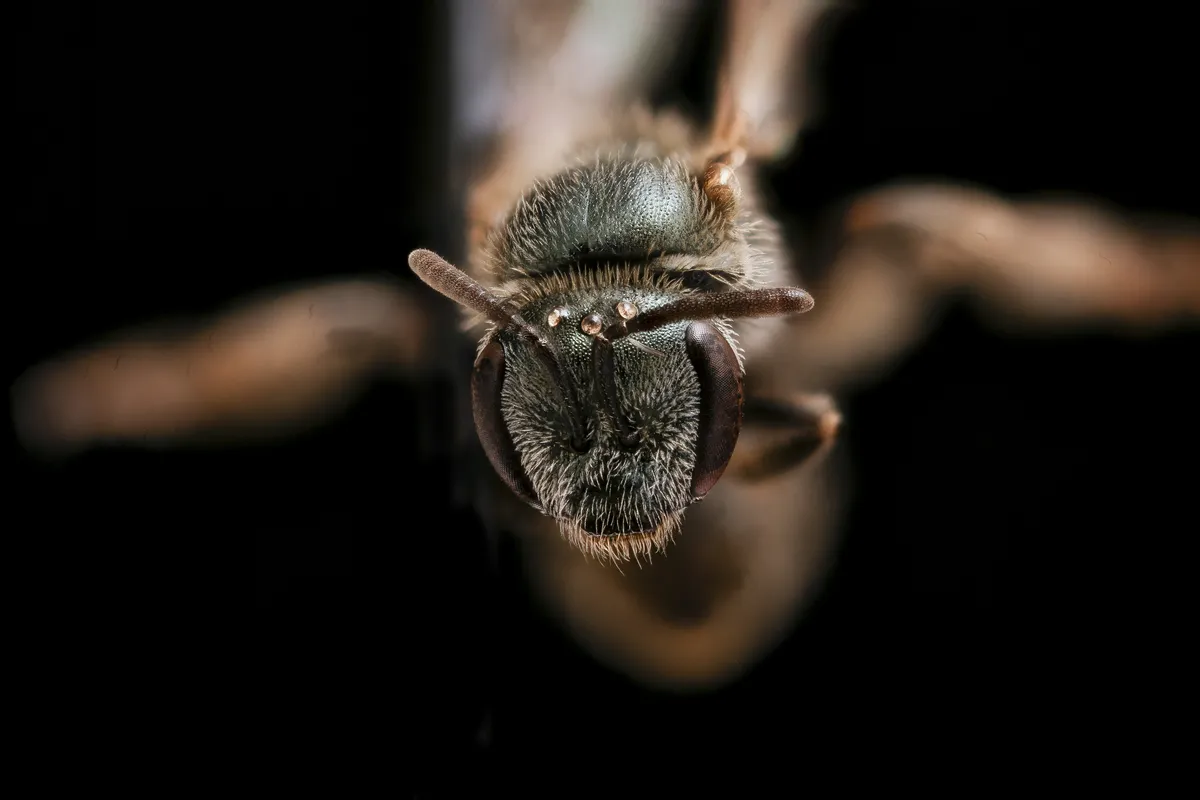 Lasioglossum versatum