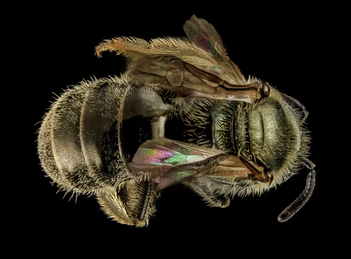 Experienced Metallic-sweat Bee