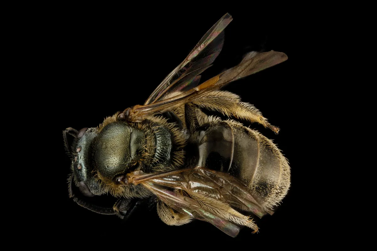 Experienced Metallic-sweat Bee