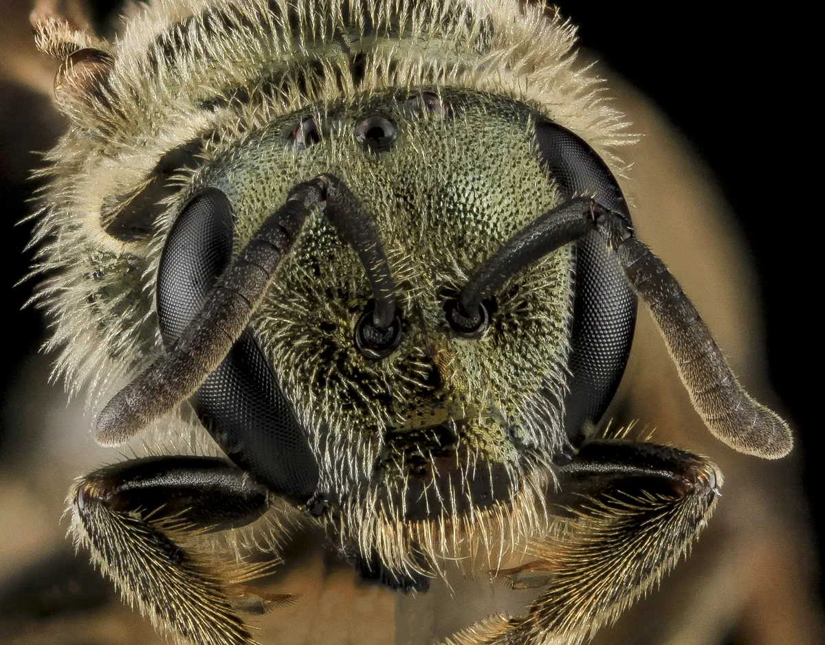 Experienced Metallic-sweat Bee