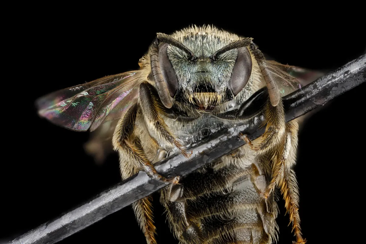 Experienced Metallic-sweat Bee