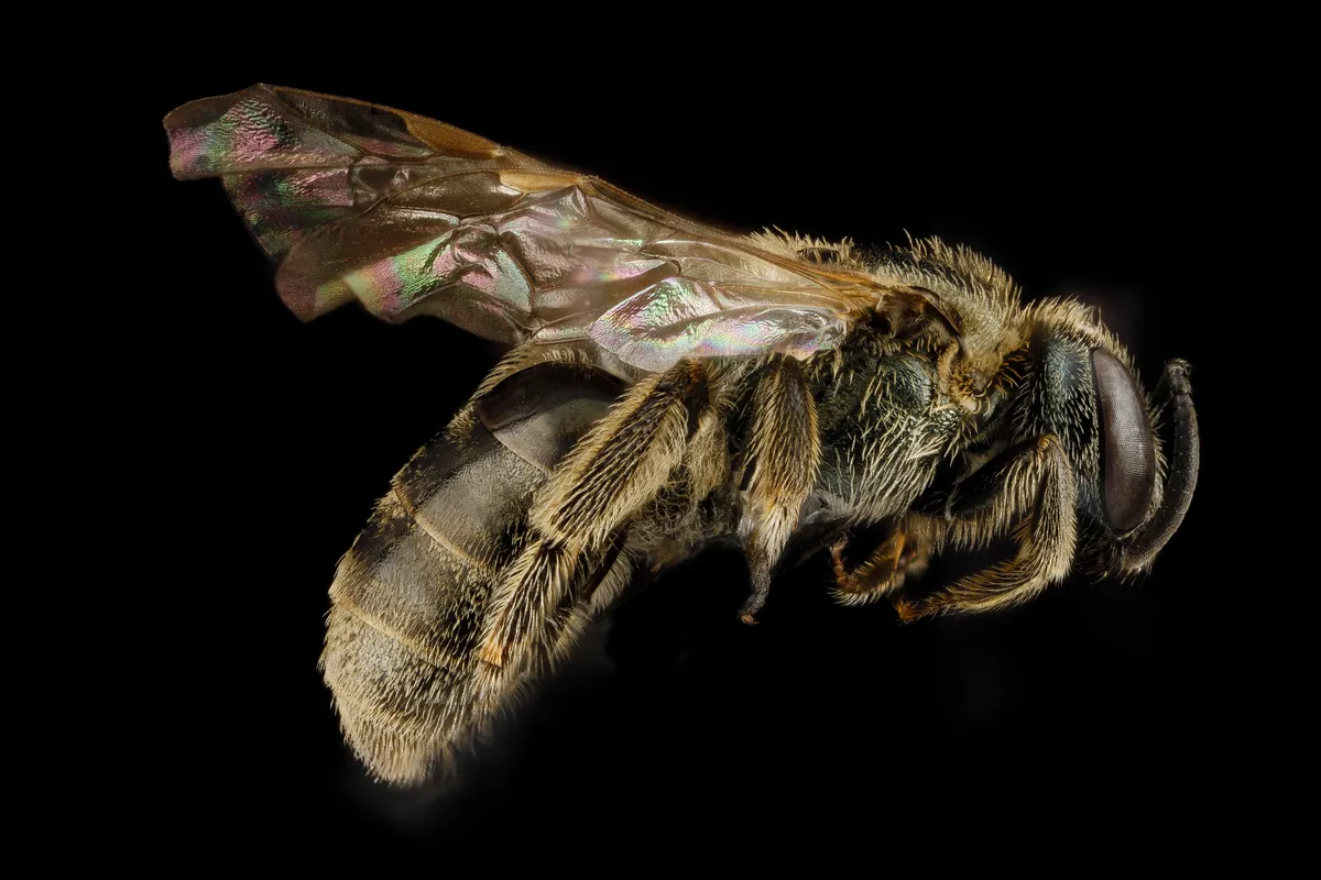 Experienced Metallic-sweat Bee