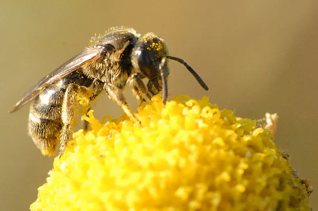 Lasioglossum villosulum