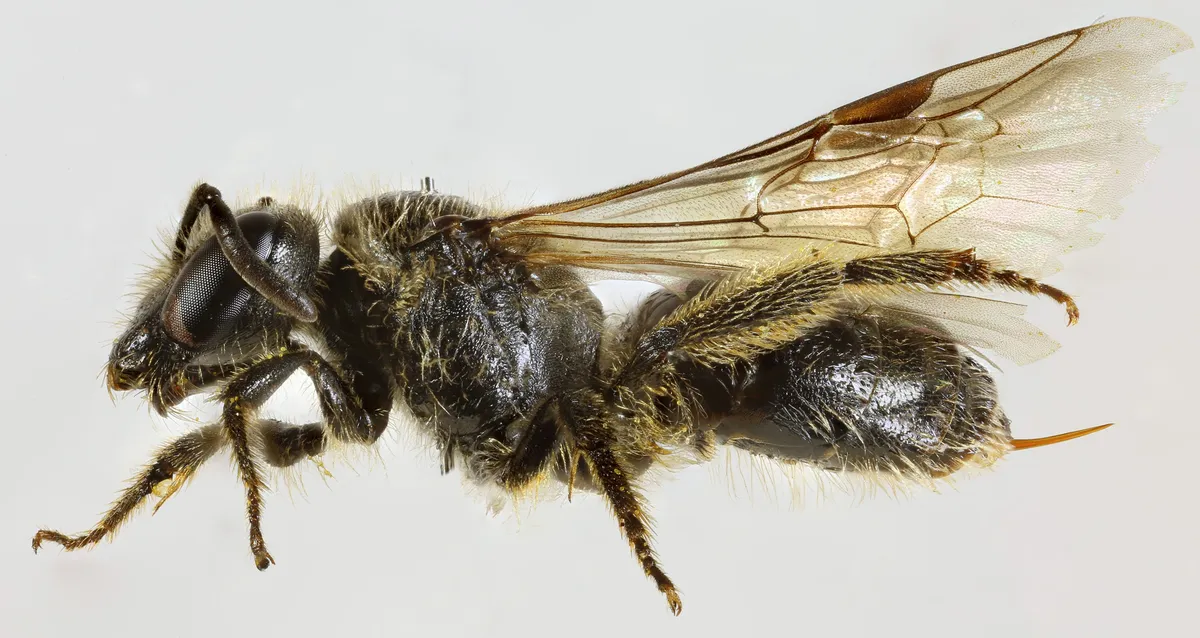 Shaggy Mining Bee