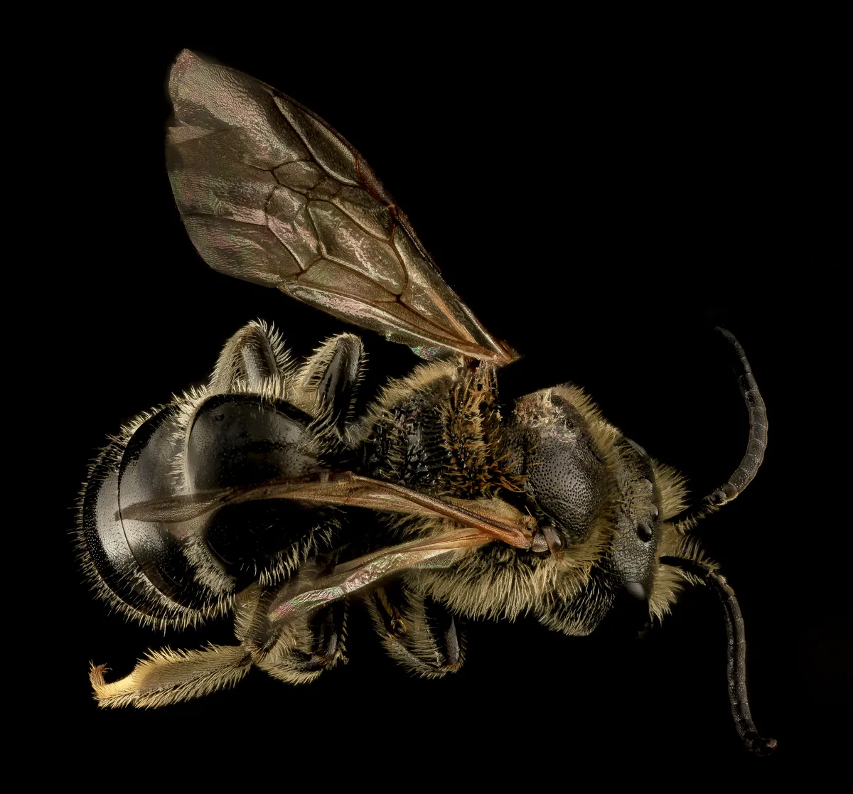 Lasioglossum zonulum