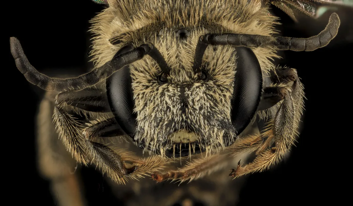 Banded sweat bee
