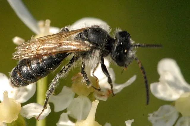 Banded sweat bee