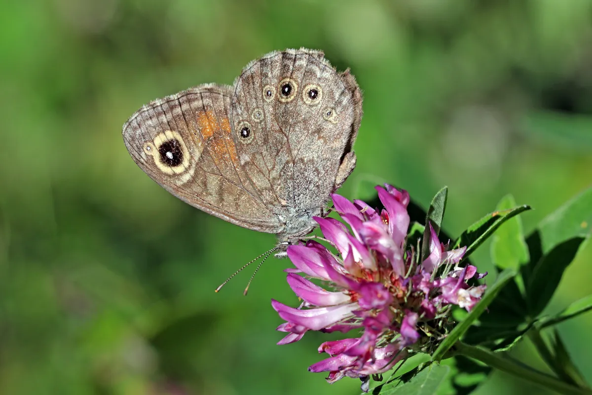Large Wall Brown