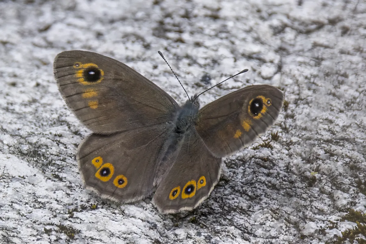 Large Wall Brown