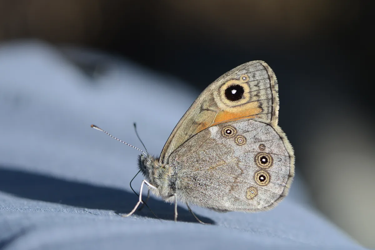 Large Wall Brown