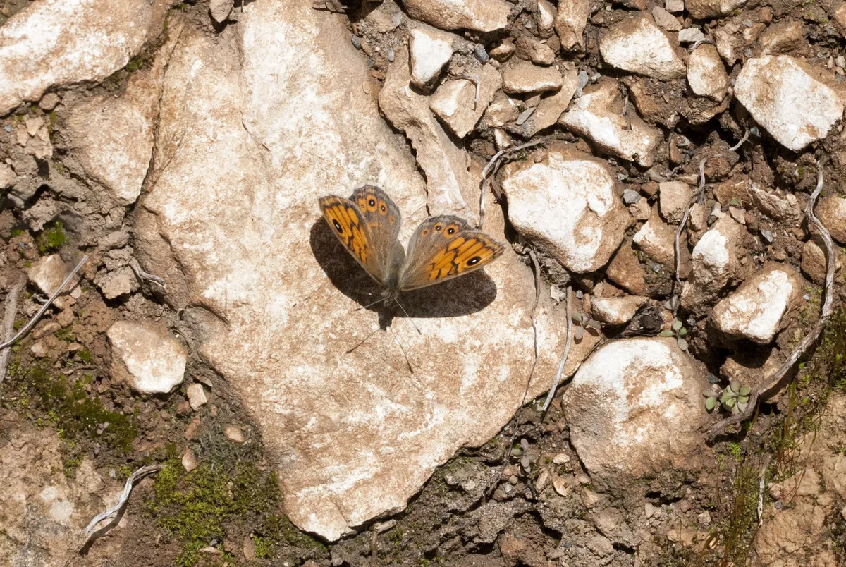 Wall Brown