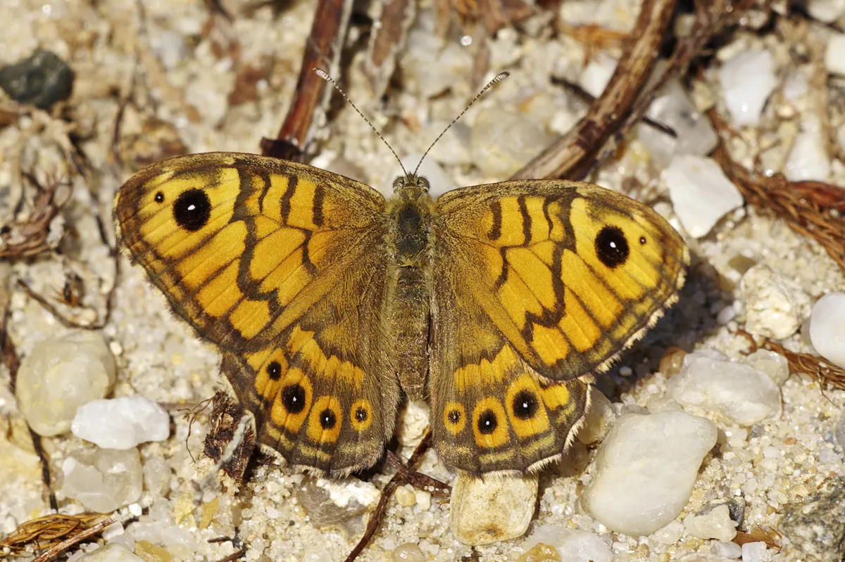 Wall Brown