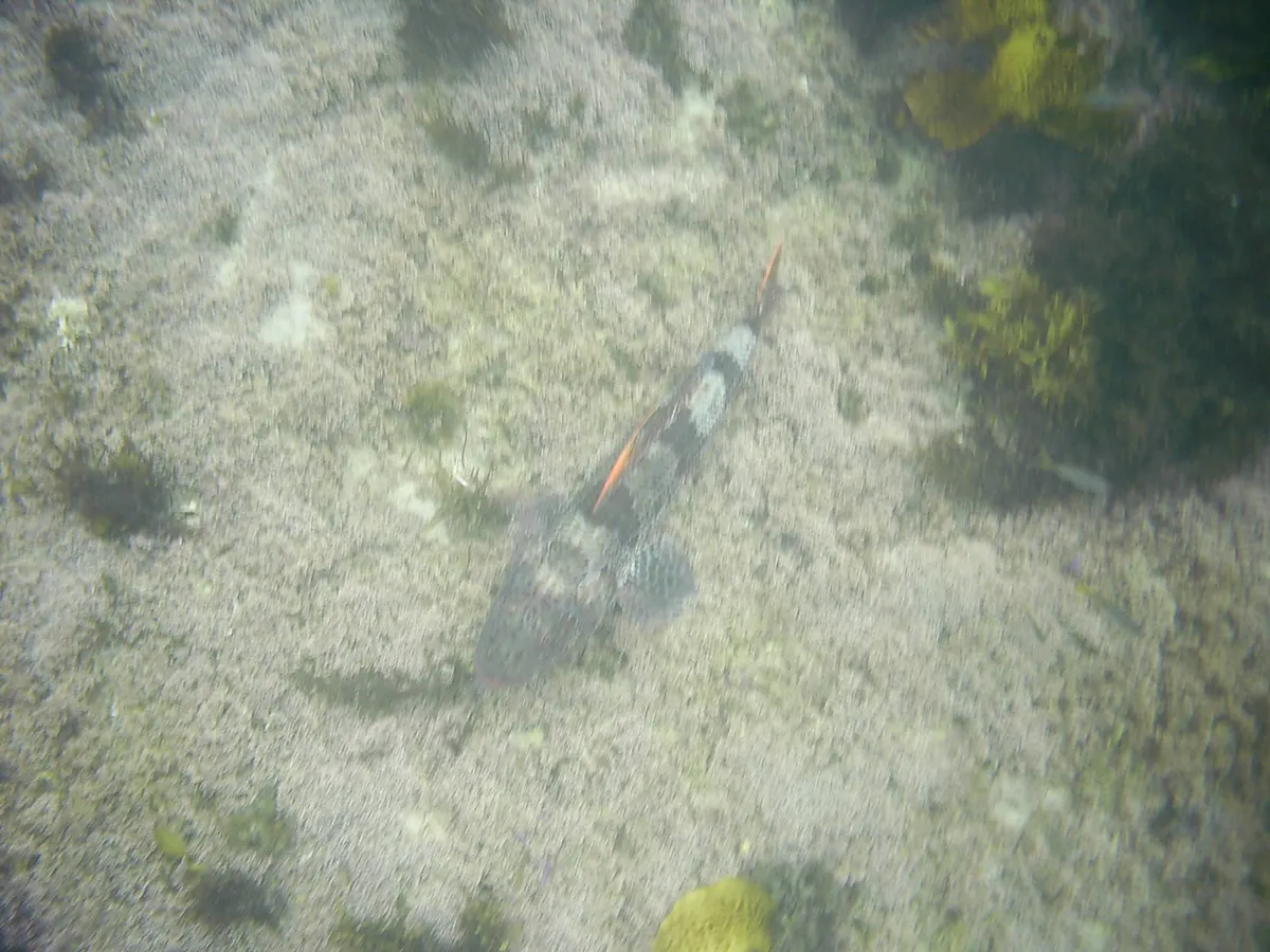 Latropiscis purpurissatus