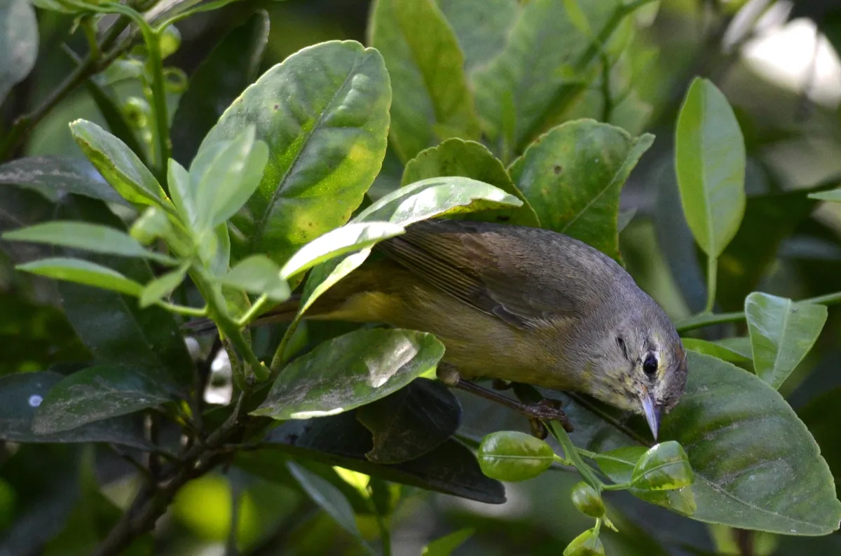 Reinita de Corona Naranja
