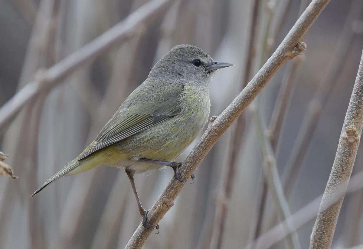 Reinita de Corona Naranja