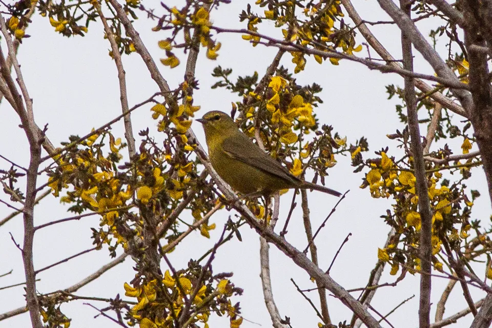 Reinita de Corona Naranja