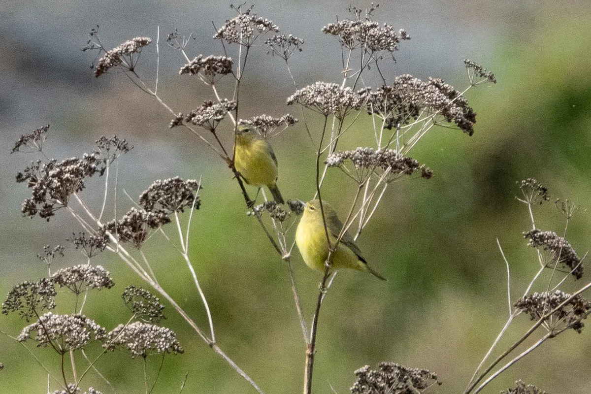 Reinita de Corona Naranja