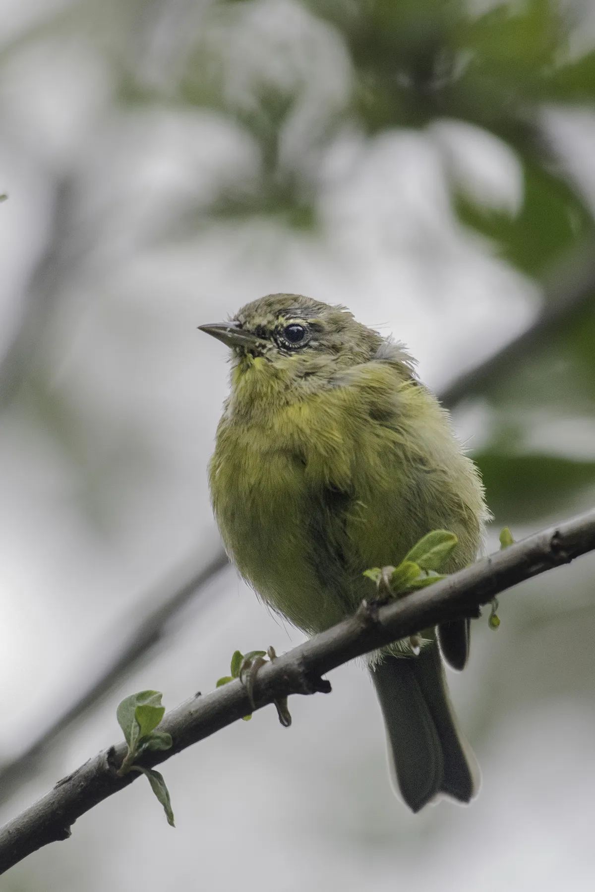 Reinita de Corona Naranja