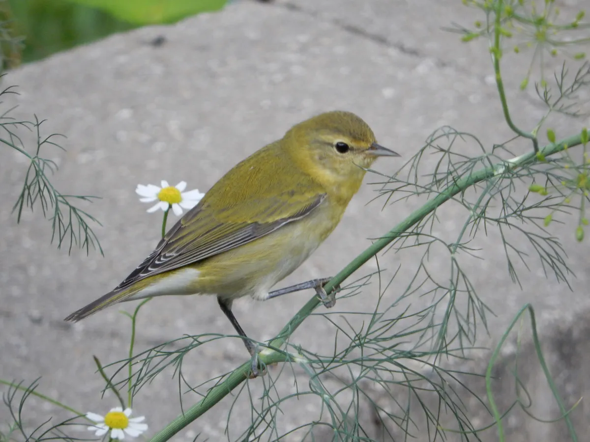 Tennessee Warbler