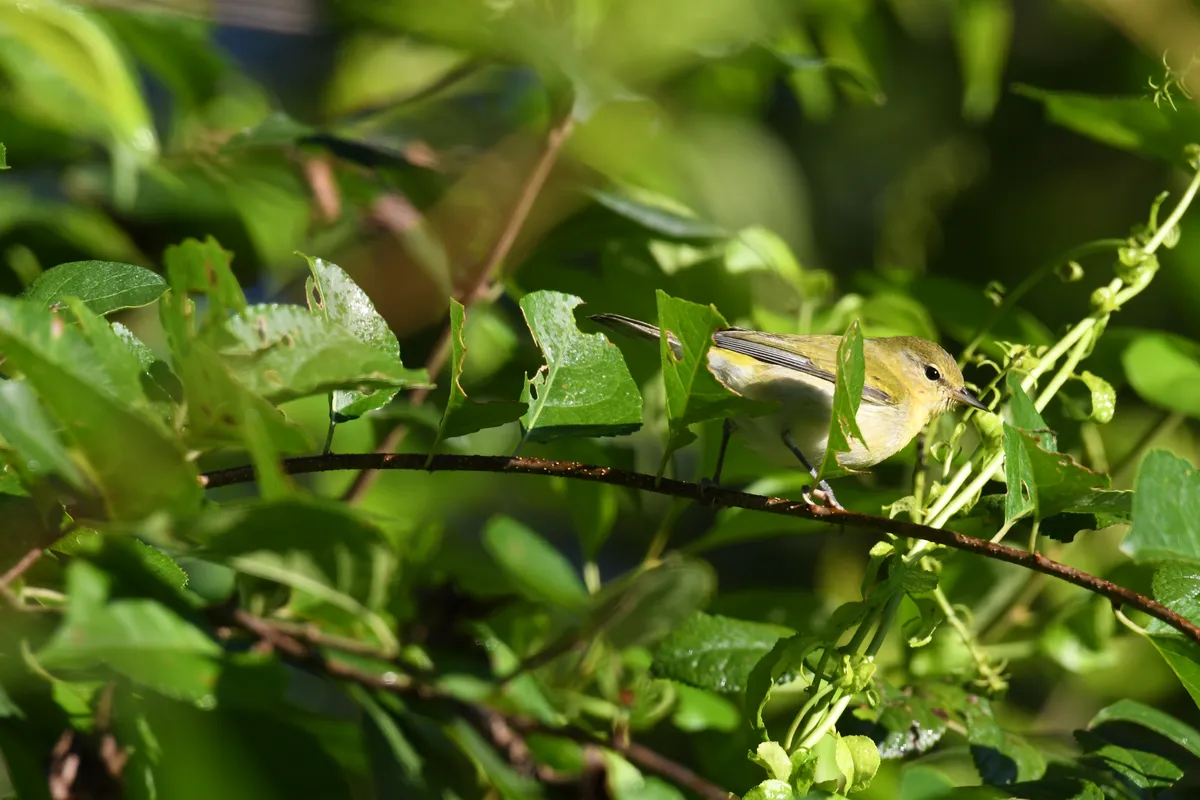 Tennessee Warbler