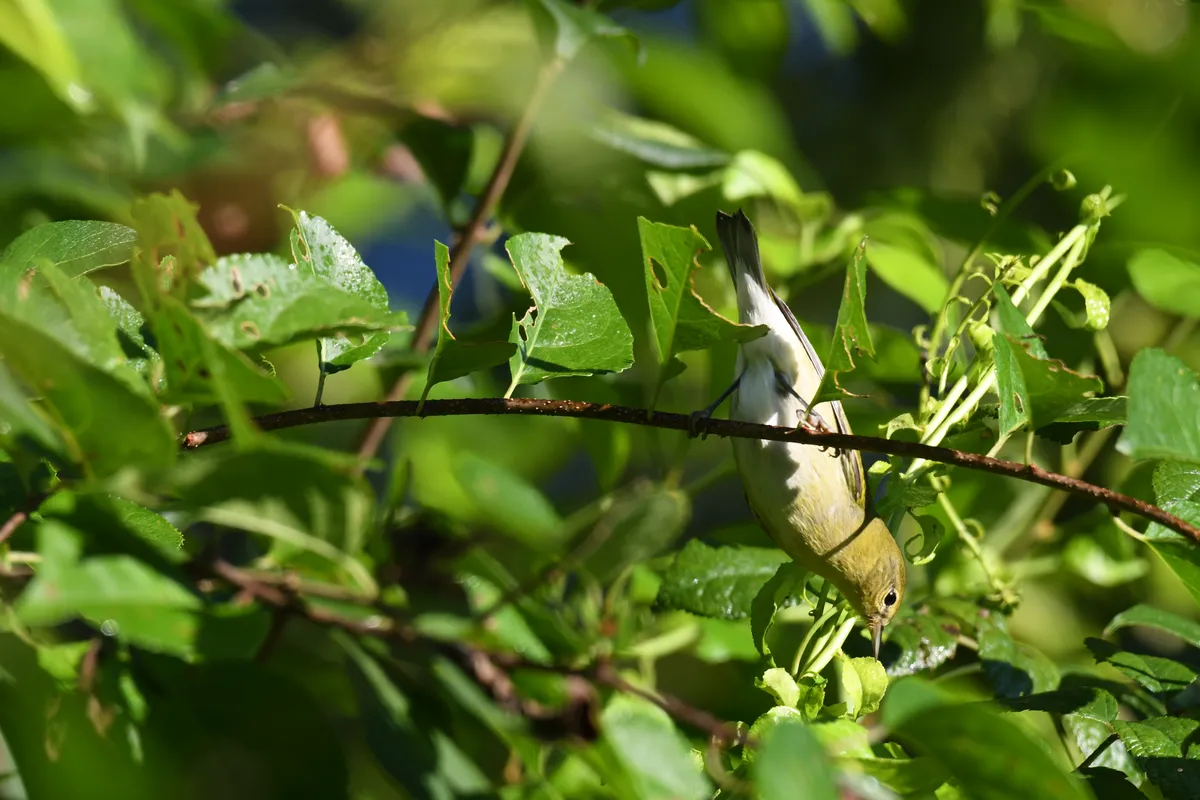 Tennessee Warbler