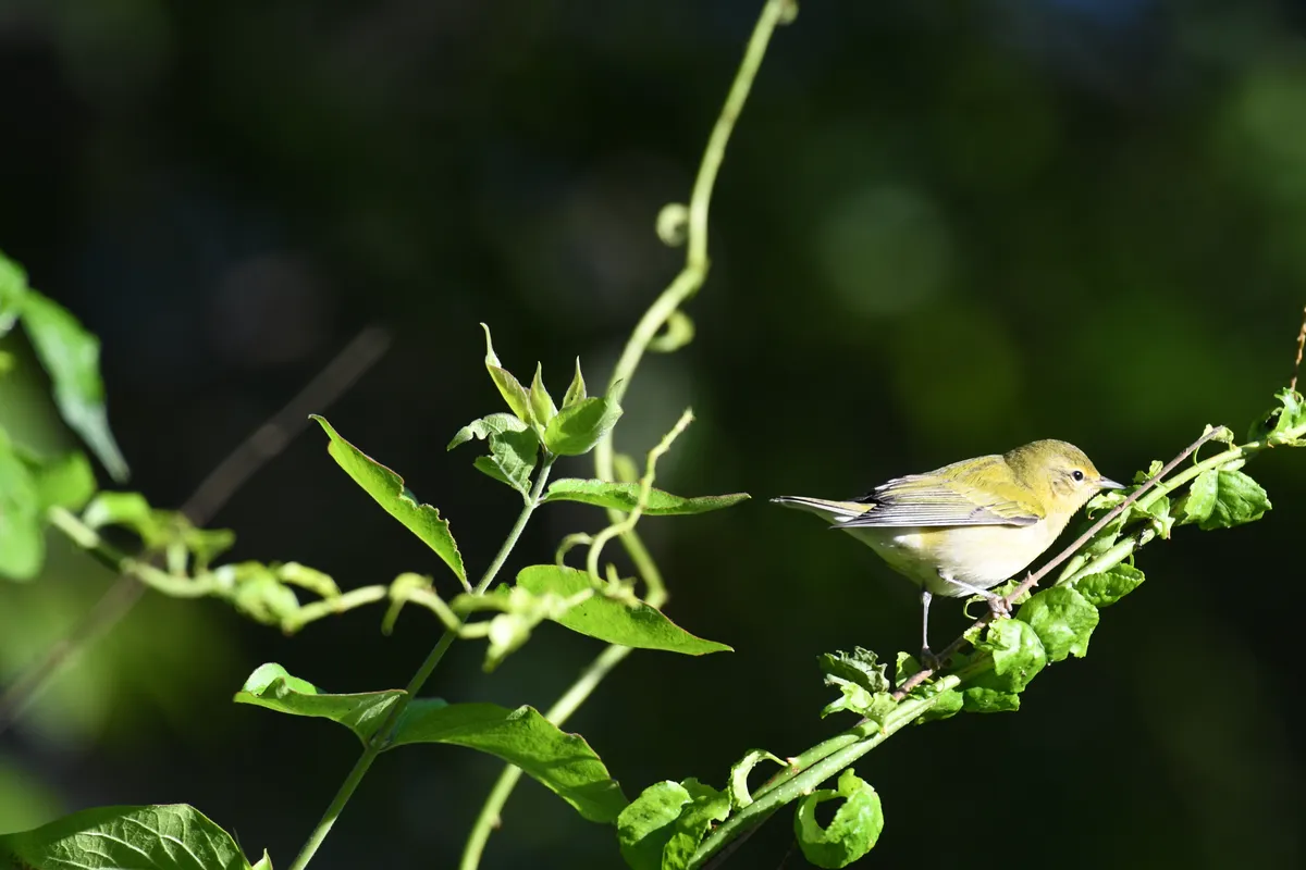 Tennessee Warbler