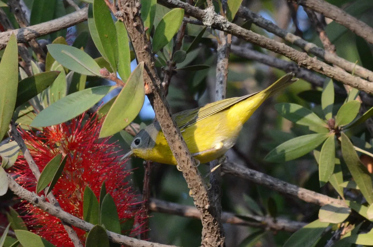 Reinita de Nashville