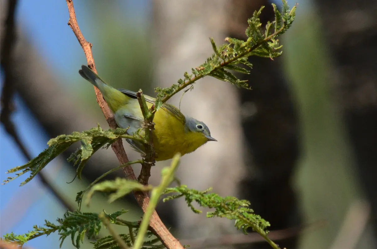 Reinita de Nashville