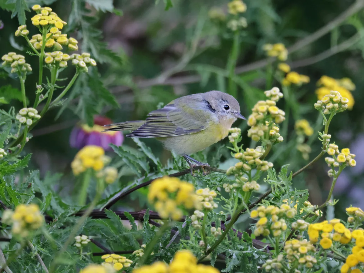Reinita de Nashville