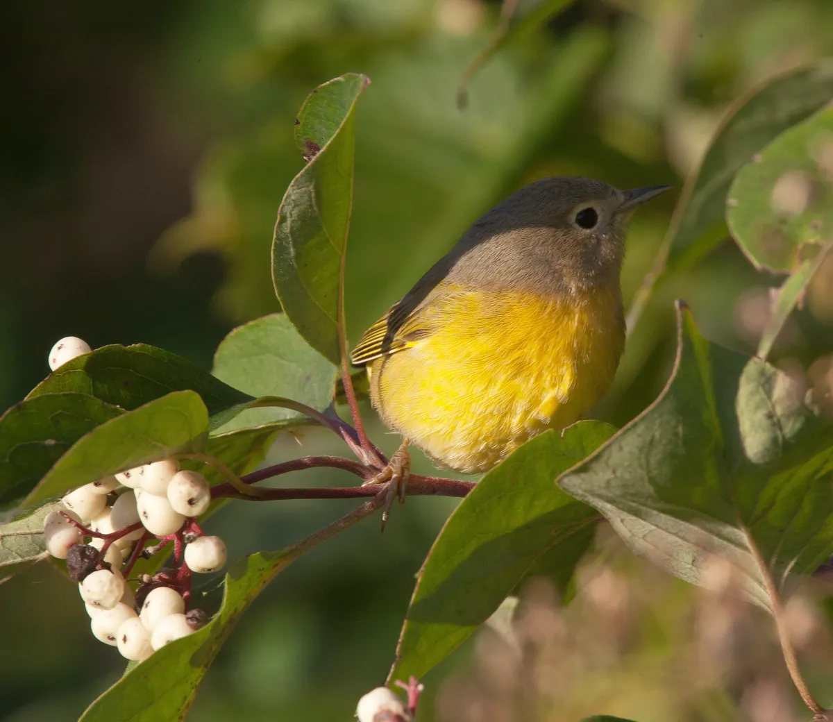 Reinita de Nashville