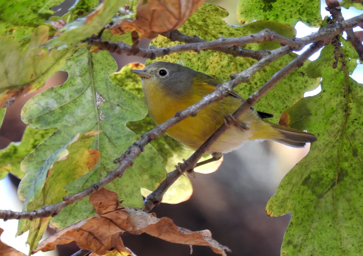 Reinita de Nashville